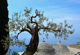 Olive tree in Athos